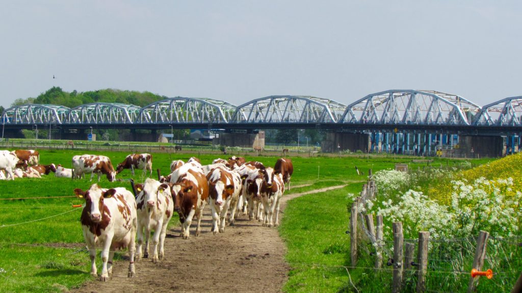 Landelijke Graafsche foto in de gemeentegids